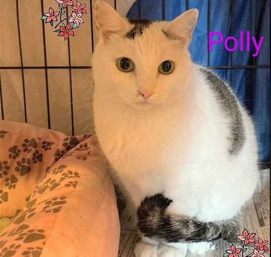 Photo of Polly- I need a foster!