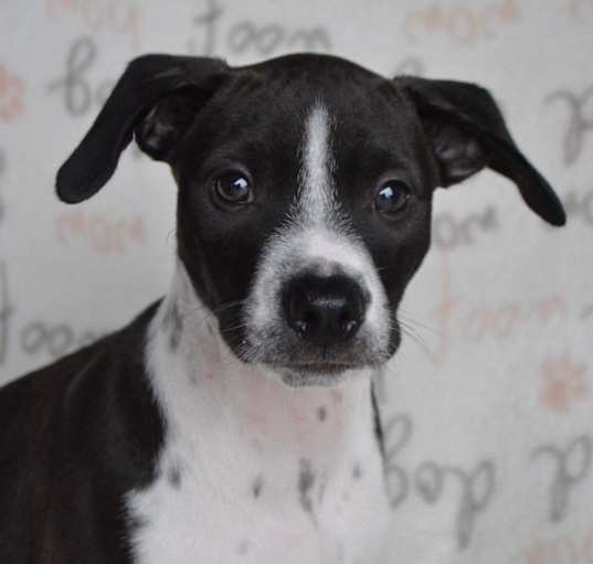 Photo of Trix/ADOPTED