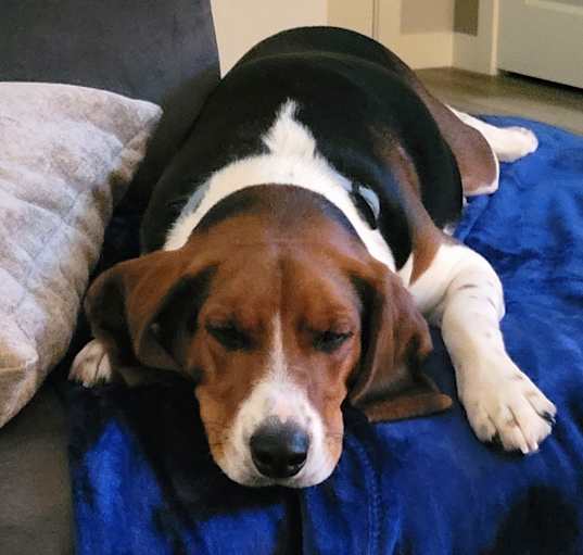 Photo of Obi