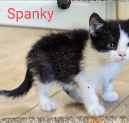 Photo of Spanky