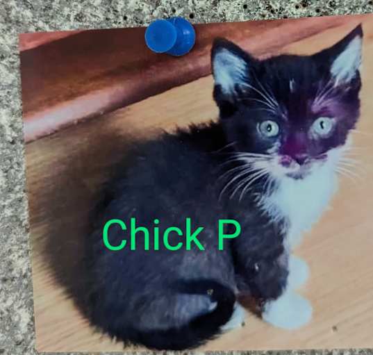 Photo of Chick P