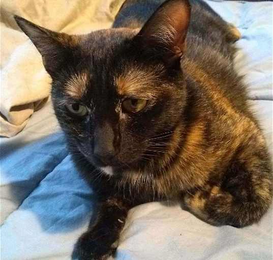 Photo of MAKI - Offered by Owner - Tortie Girl