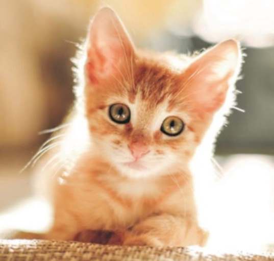 Photo of Corry