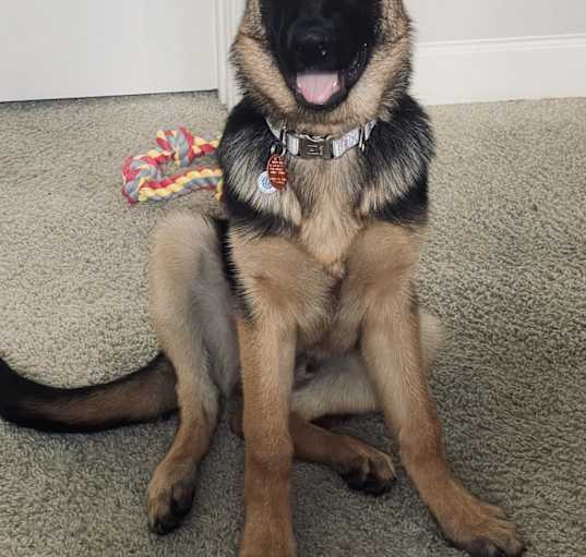 Photo of Rocky