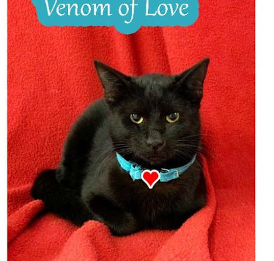 Photo of Venom