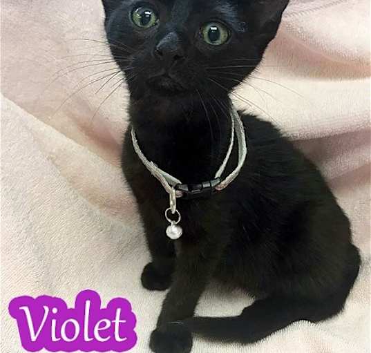 Photo of Violet