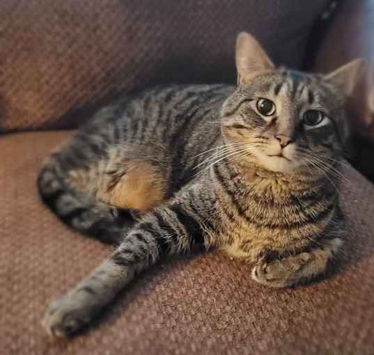 Photo of Nermal