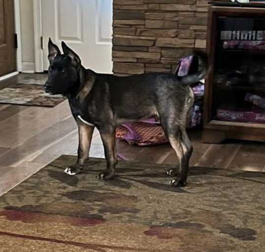 Photo of Jango