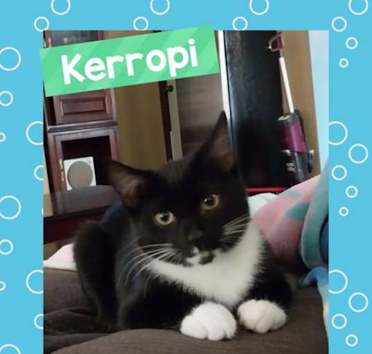 Photo of Kerropi