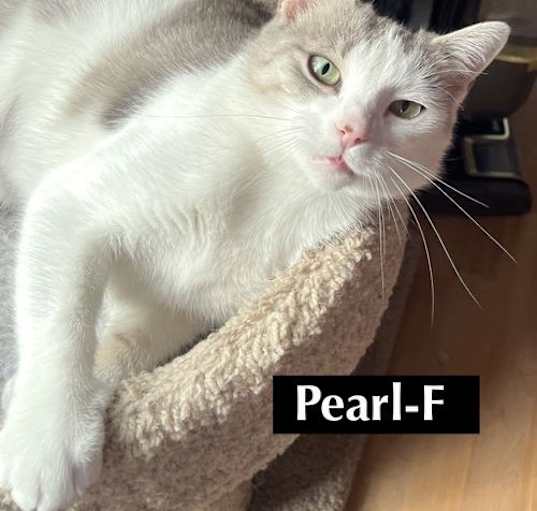 Photo of CAT-Pearl