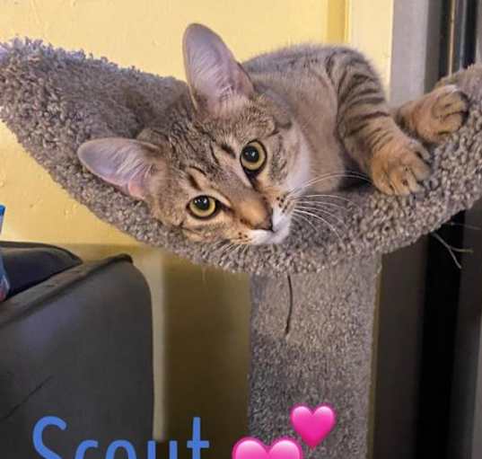 Photo of Scout