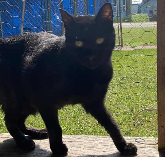 Photo of Robin Barn Cat