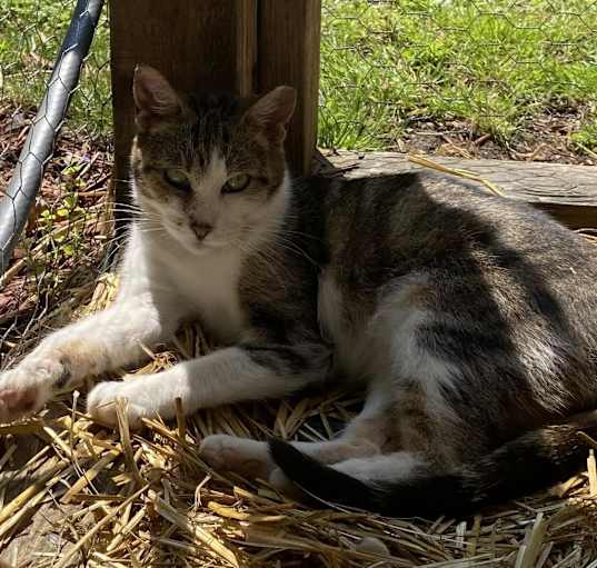 Photo of Farrah Barn Cat