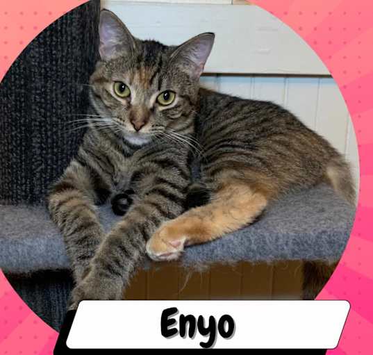 Photo of Enyo