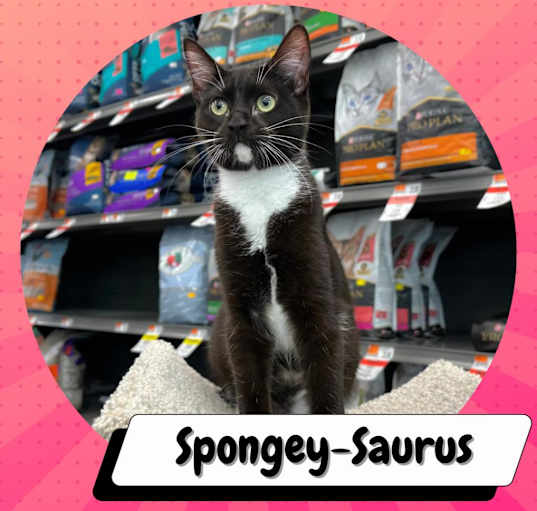 Photo of Spongey-Saurus