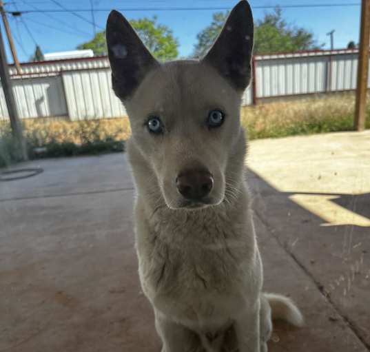 Photo of Frosty (Nakota)