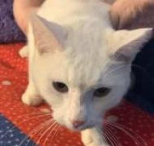 Photo of Snowball