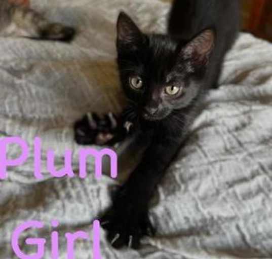 Photo of Plum