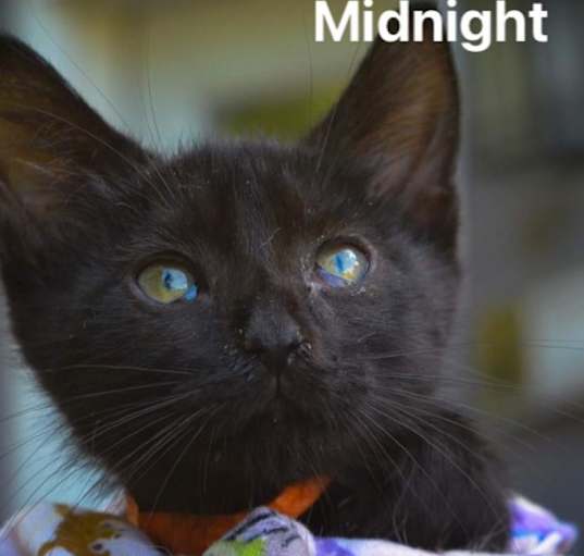 Photo of Midnight