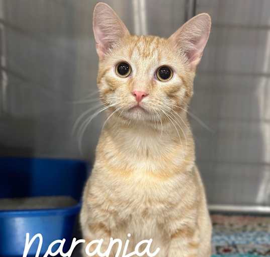 Photo of Naranja