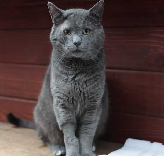 Photo of Smokey