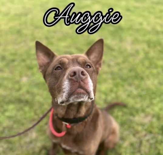 Photo of Auggie