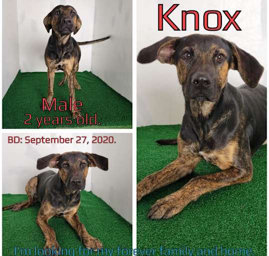 Photo of Knox