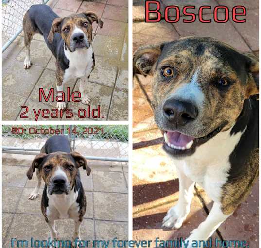 Photo of Boscoe