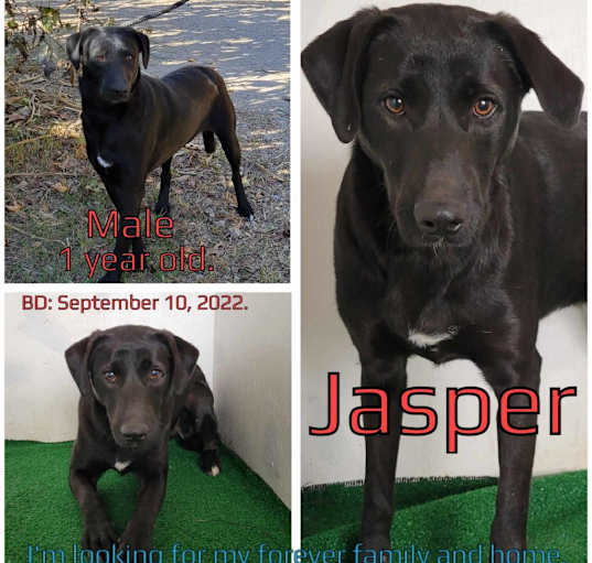 Photo of Jasper