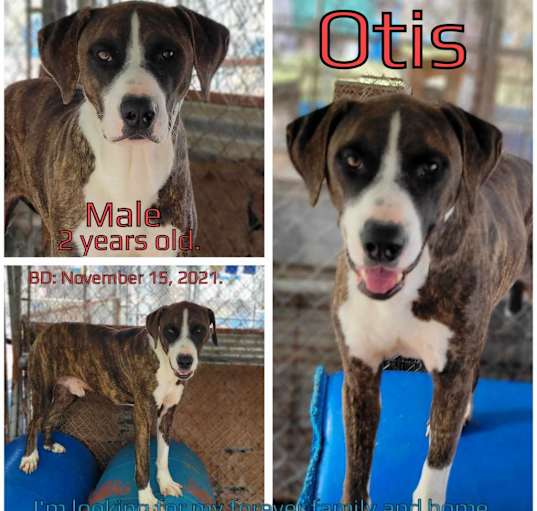 Photo of Otis