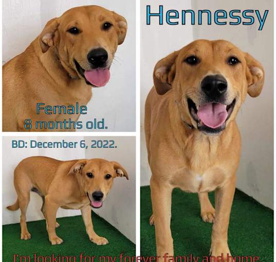 Photo of Hennessy