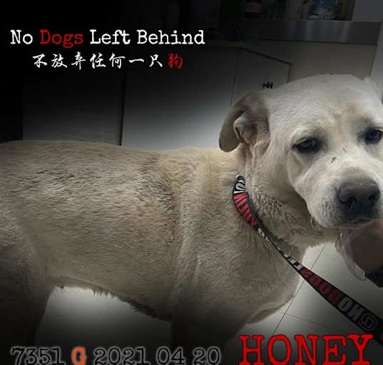 Photo of Honey 7351