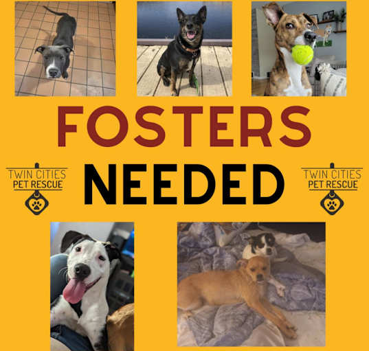 Photo of Dog/Puppy Fosters Needed!