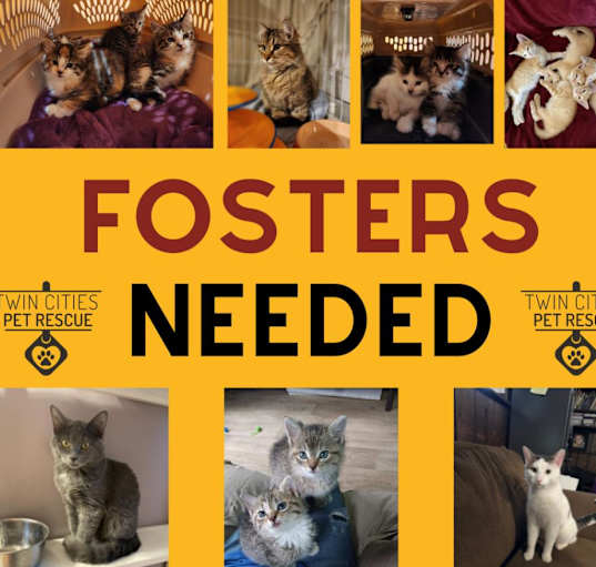 Photo of Cat/Kitten fosters needed!