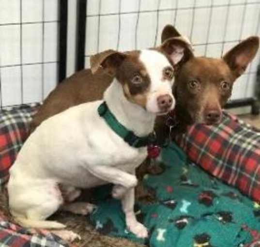 Photo of GROMIT bonded to WALLACE