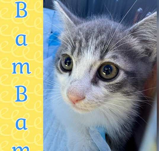 Photo of Bam Bam