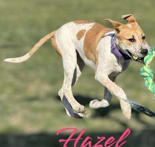 Photo of Hazel