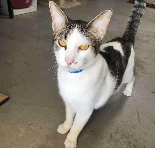 Photo of Bud-Working Cats