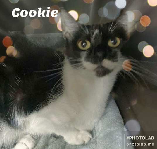 Photo of Cookie