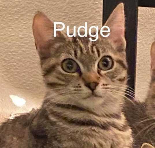 Photo of Pudge