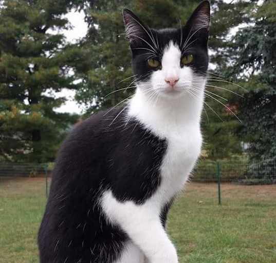 Photo of Tuxedo