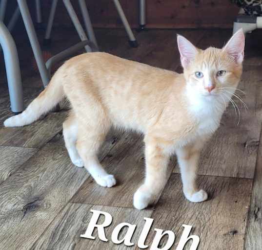 Photo of Ralph (Feral kitten)_6