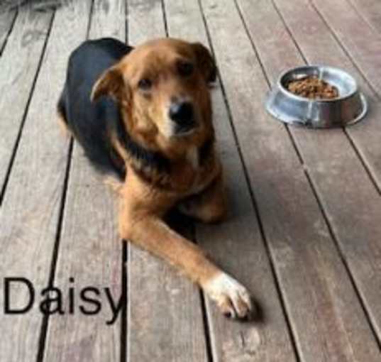 Photo of Daisy