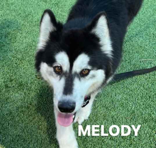 Photo of Melody