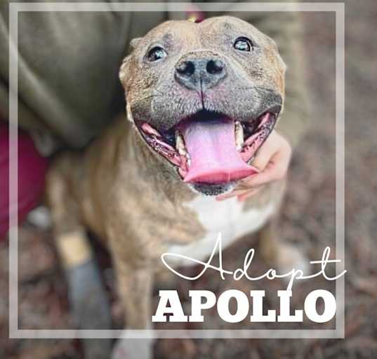 Photo of Apollo