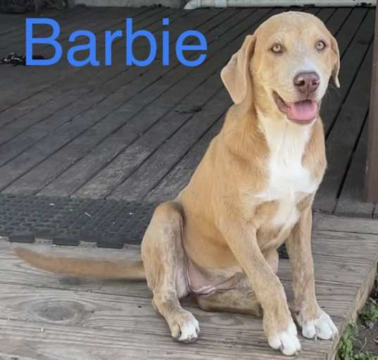 Photo of Barbie