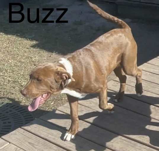 Photo of Buzz