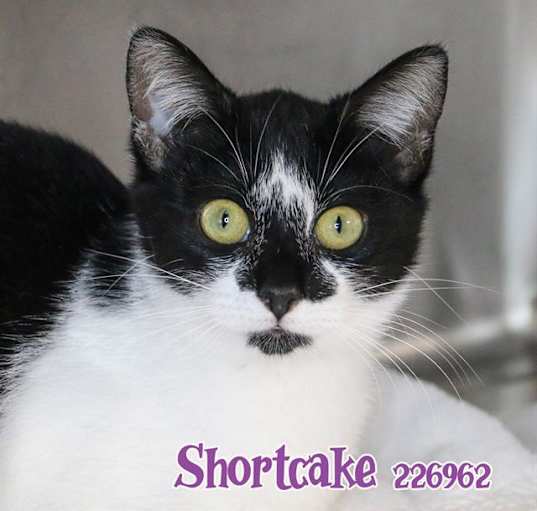 Photo of SHORTCAKE