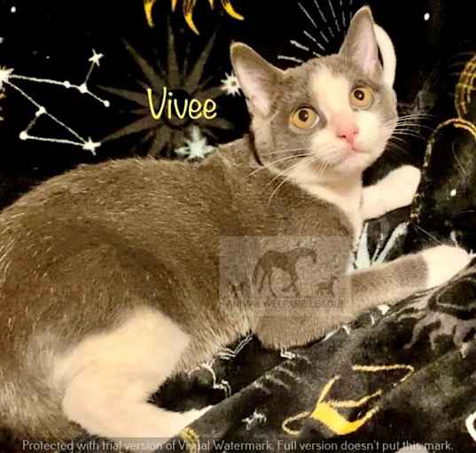 Photo of VIVEE