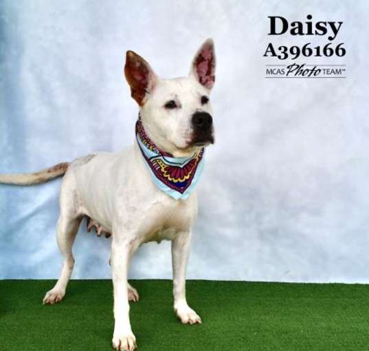 Photo of DAISY